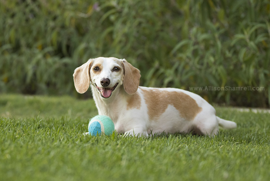 balboa park pet photo