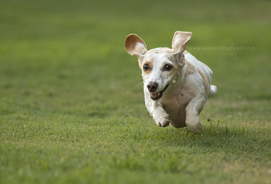 balboa park pet photography