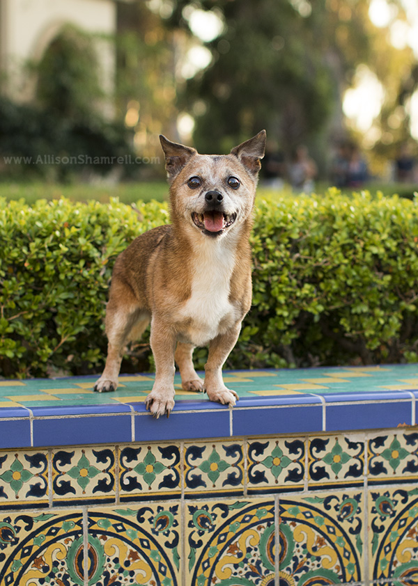 happy dog in Balboa Park