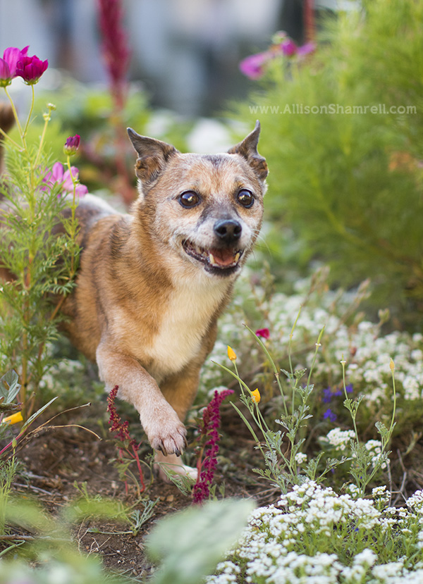 balboa park pet photography example