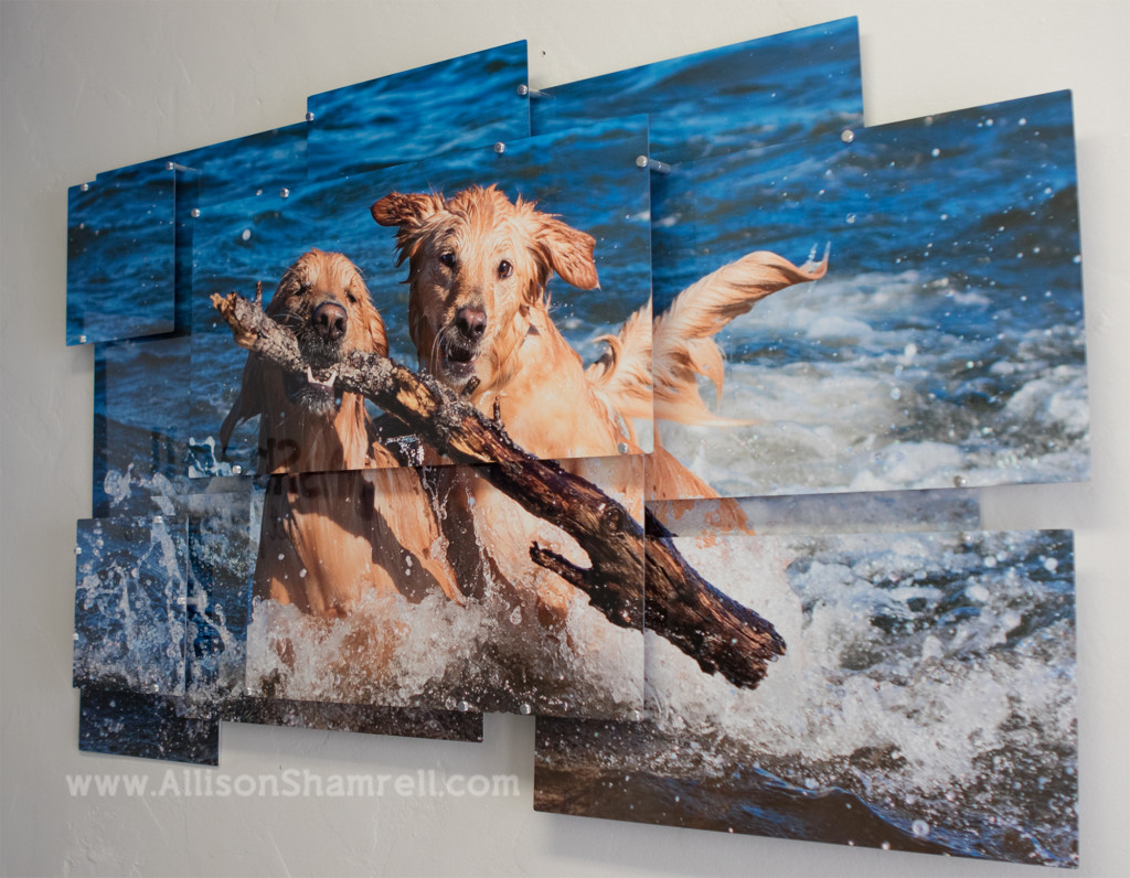 metal collage pet photography
