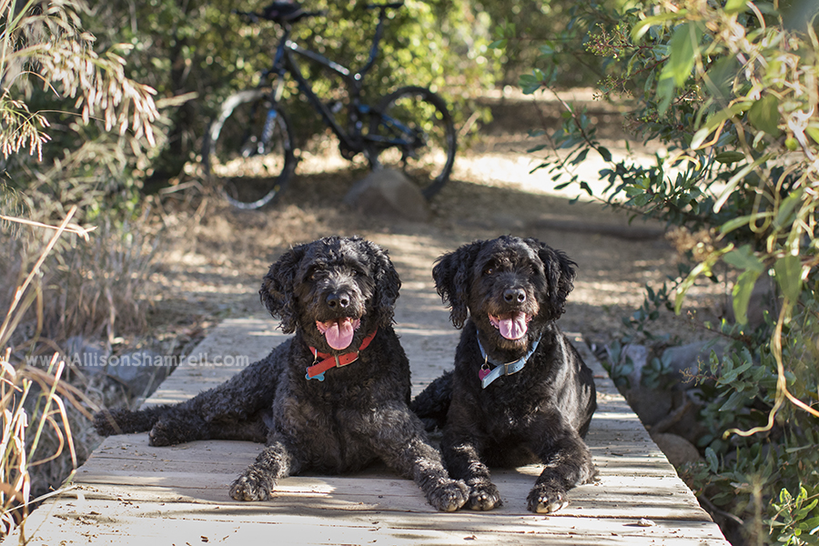Rottle dogs