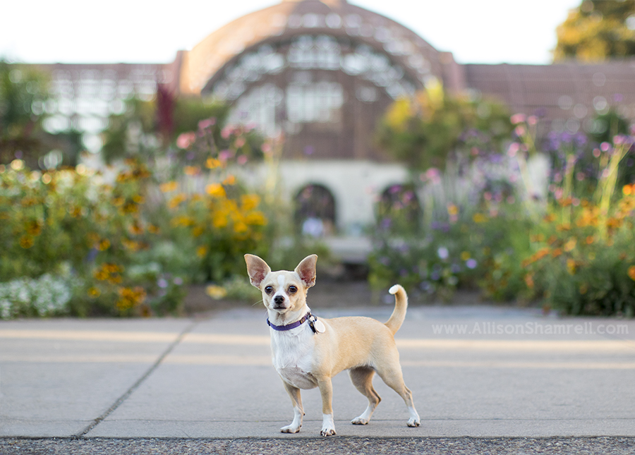 best pet photography in balboa park