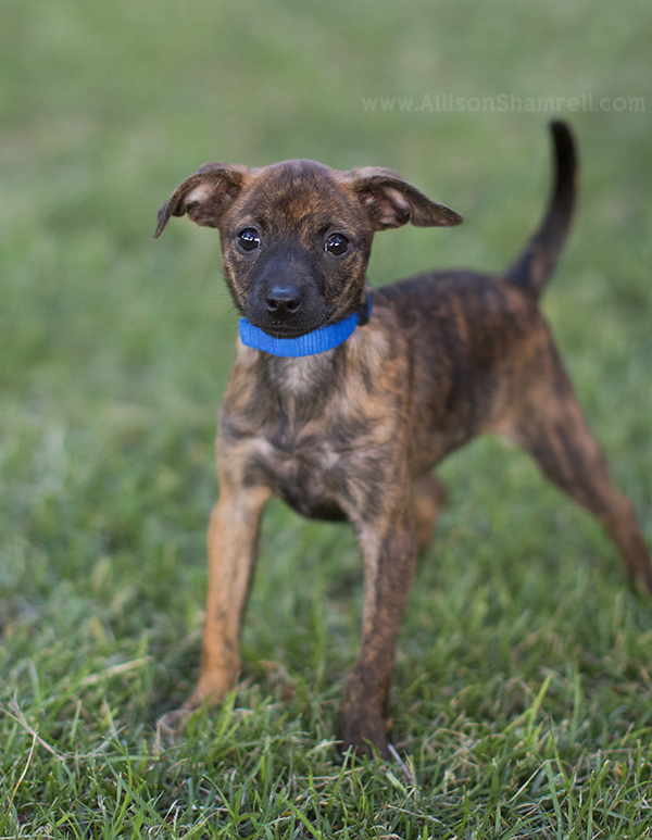 chihuahua mix puppies