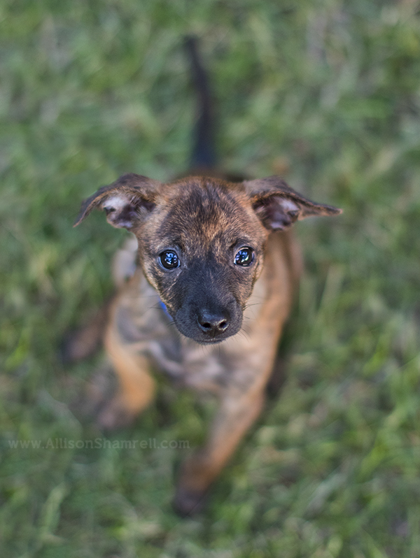 chihuahua mix puppies