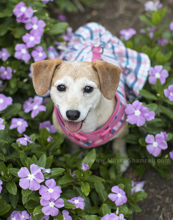 cute little dog