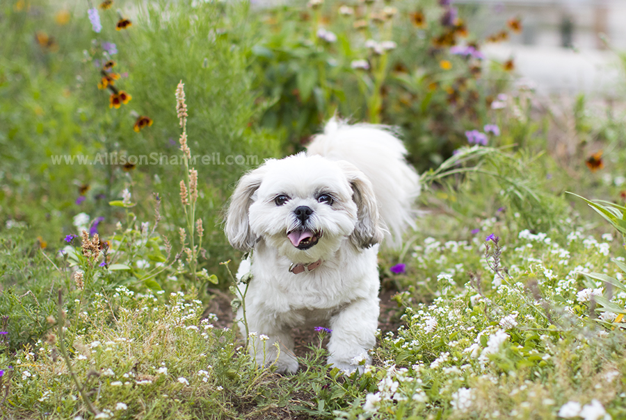 cute little dog photo