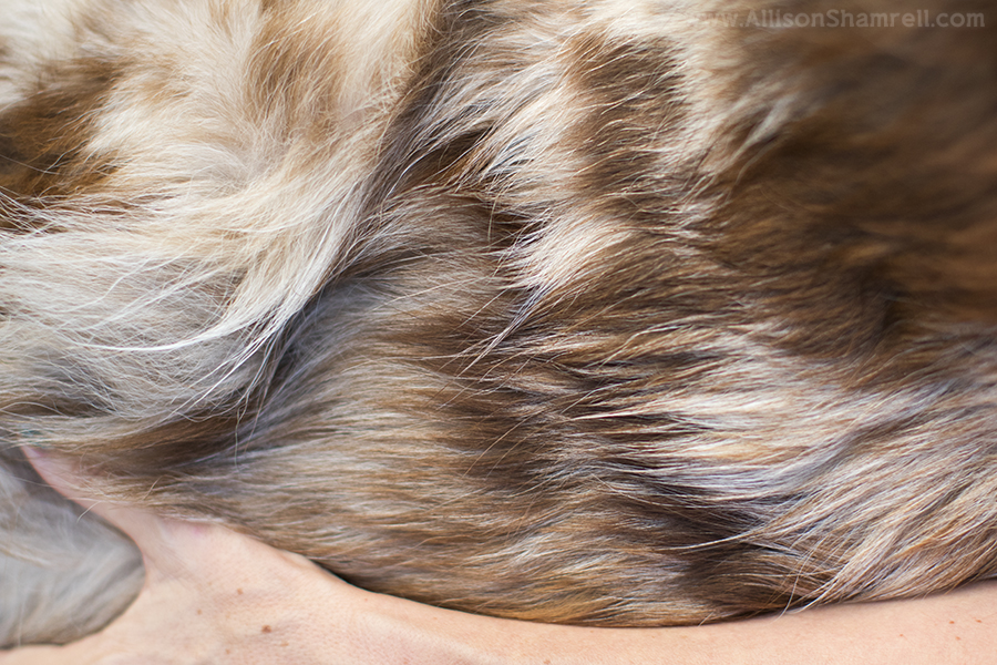 emotional pet photography session