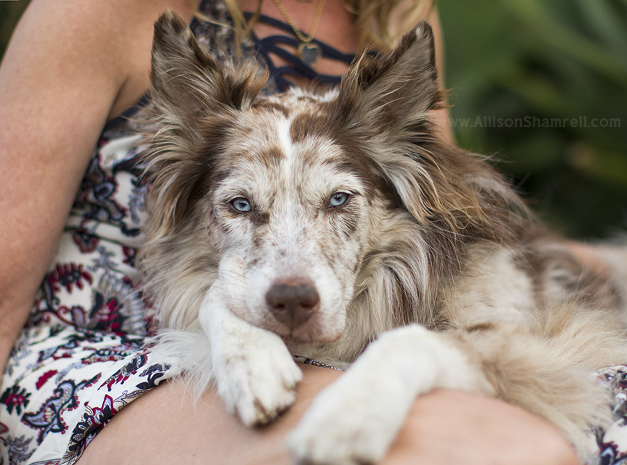 emotional pet photography
