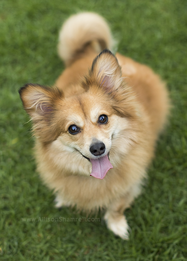 mixed breed puppy dog