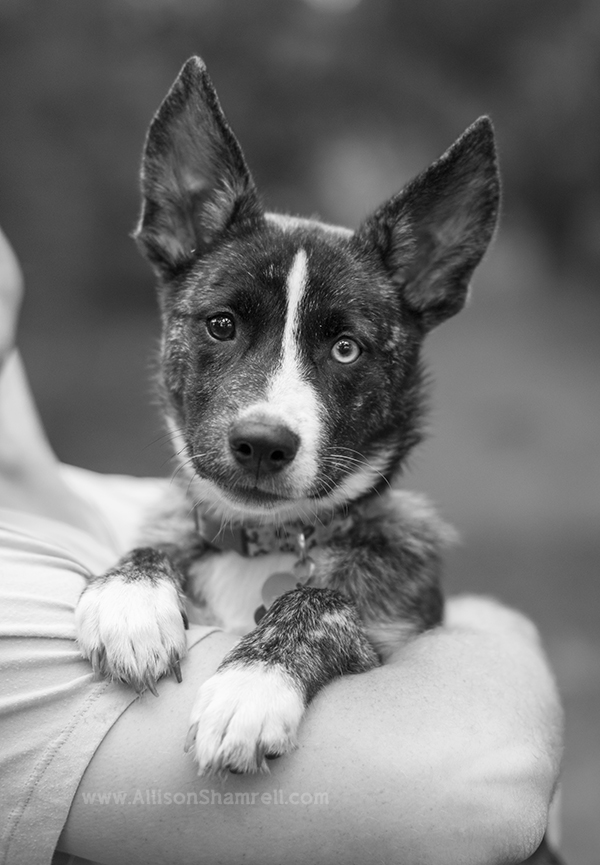 mixed breed puppy in arms