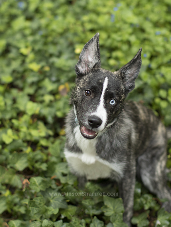 mixed breed puppy photo