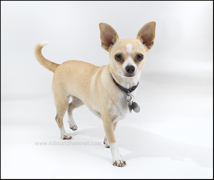 pet photography