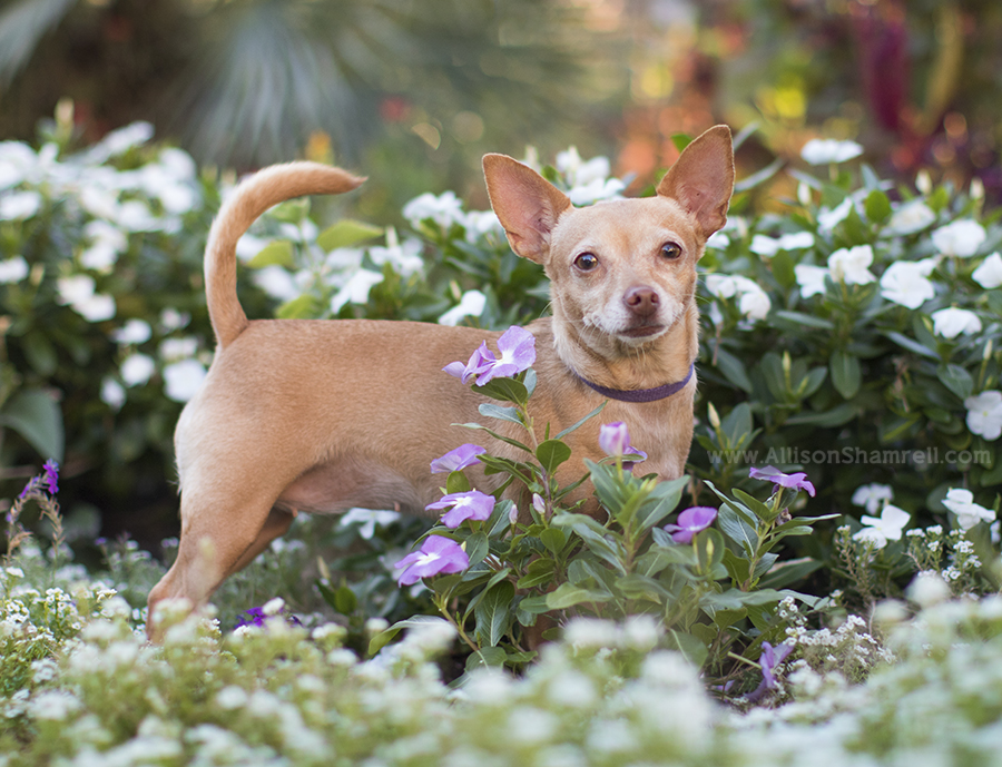 pet photography balboa park