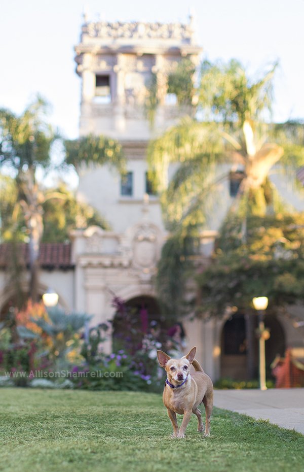 pet photography in balboa park