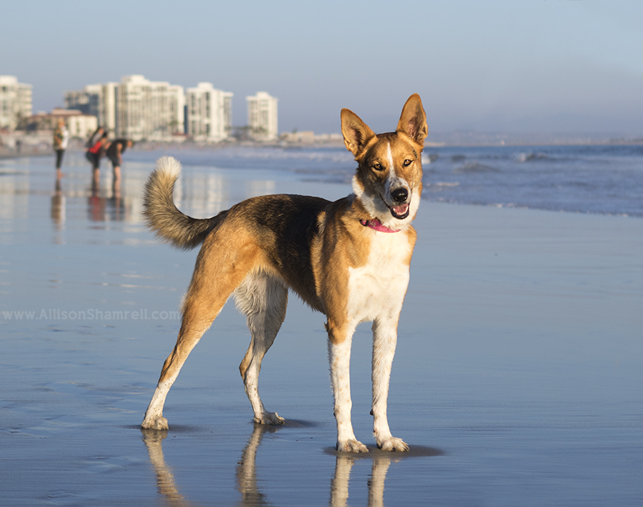 shepherd mix on the beach