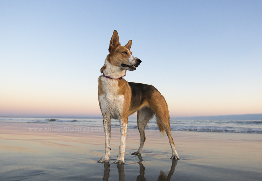 shepherd mix photo