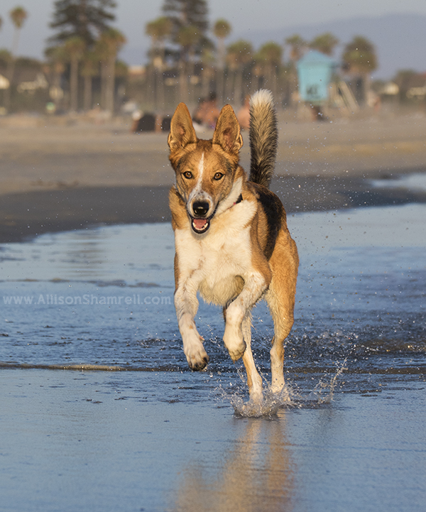 shepherd mix running