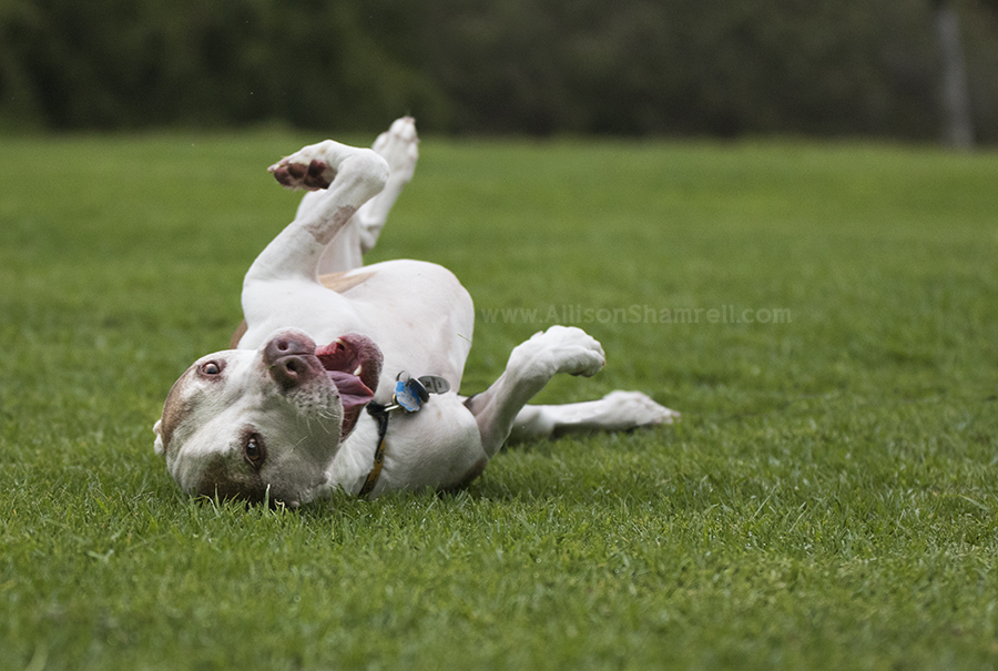 american pit bull terrier happy