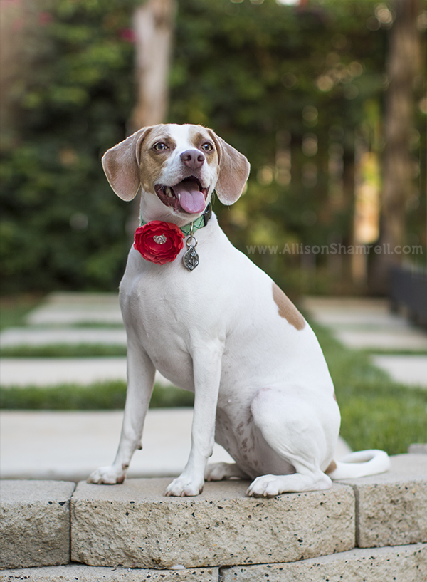 beagle mix