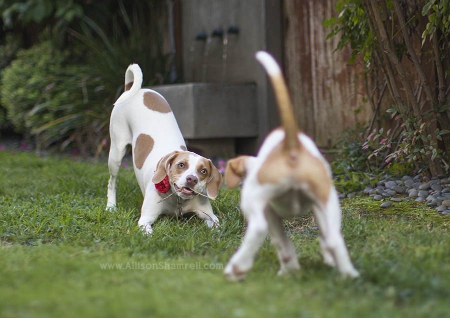 beagle mix dogs playing