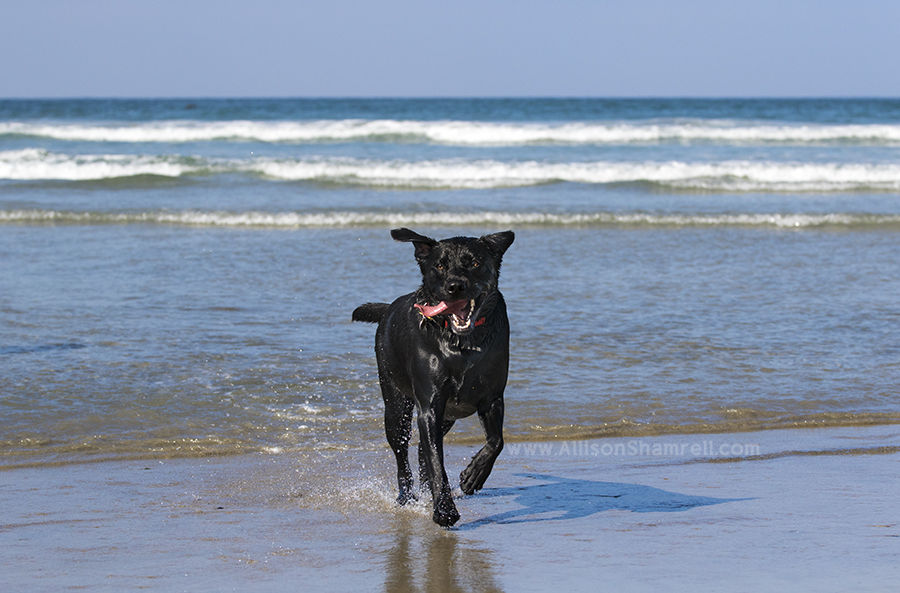 black lab