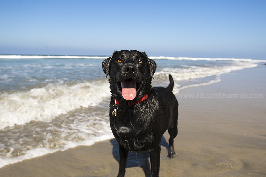 black lab photo
