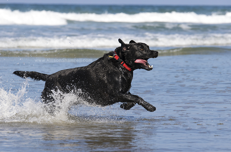black lab san diego
