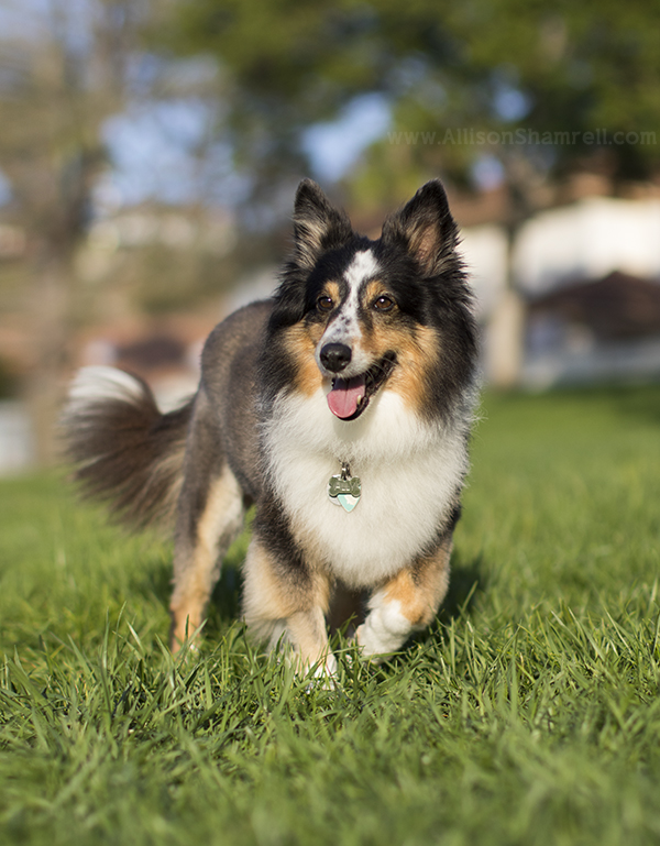 rancho penasquitos pet photo