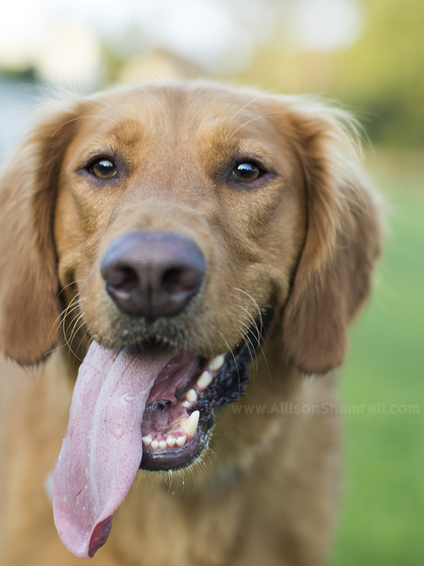 rancho penasquitos pet photography