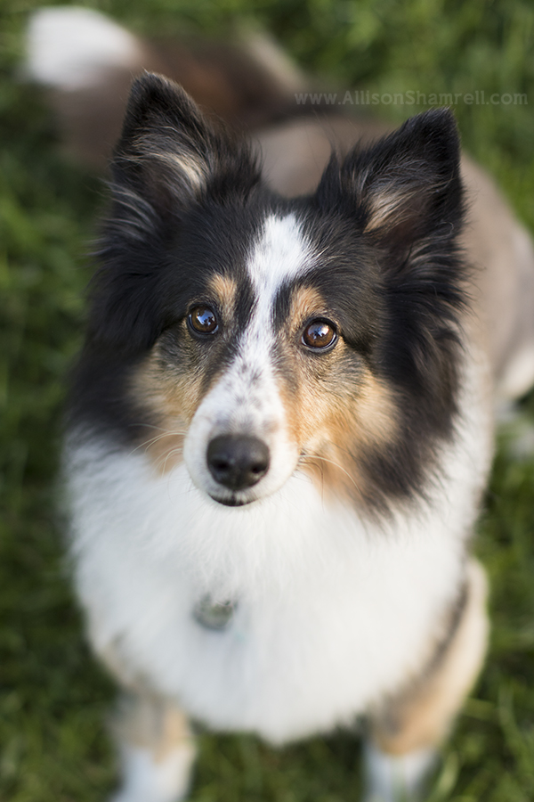 rancho penasquitos pet photography session