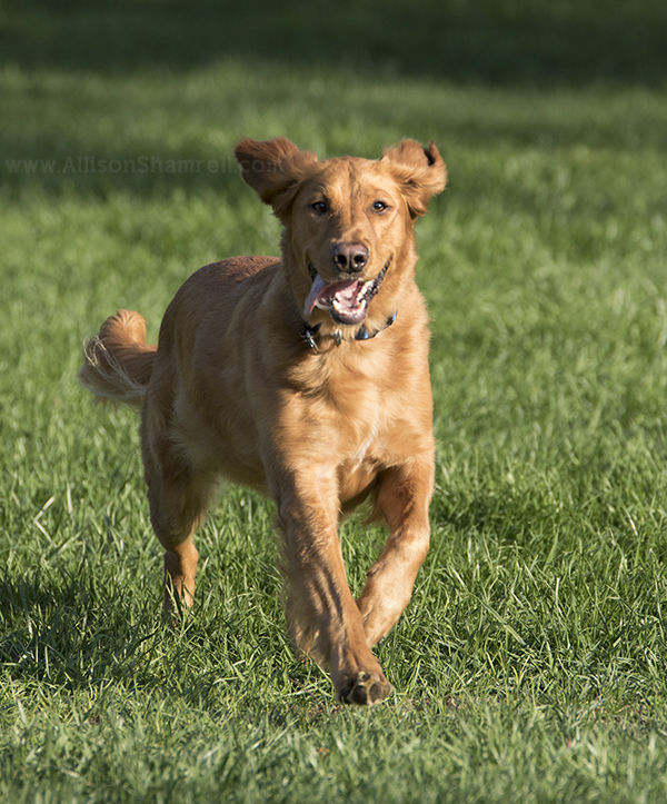 rancho penasquitos pet pic