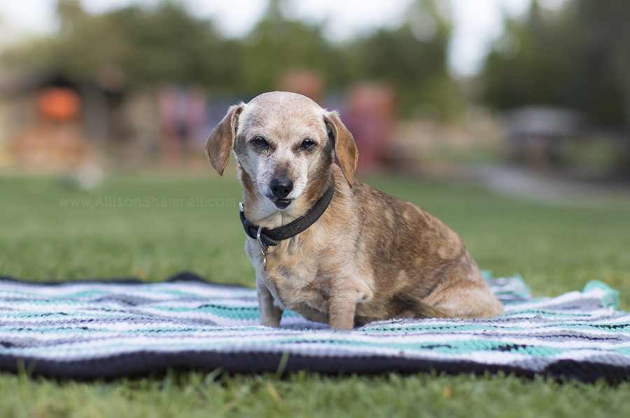 dachshund mix