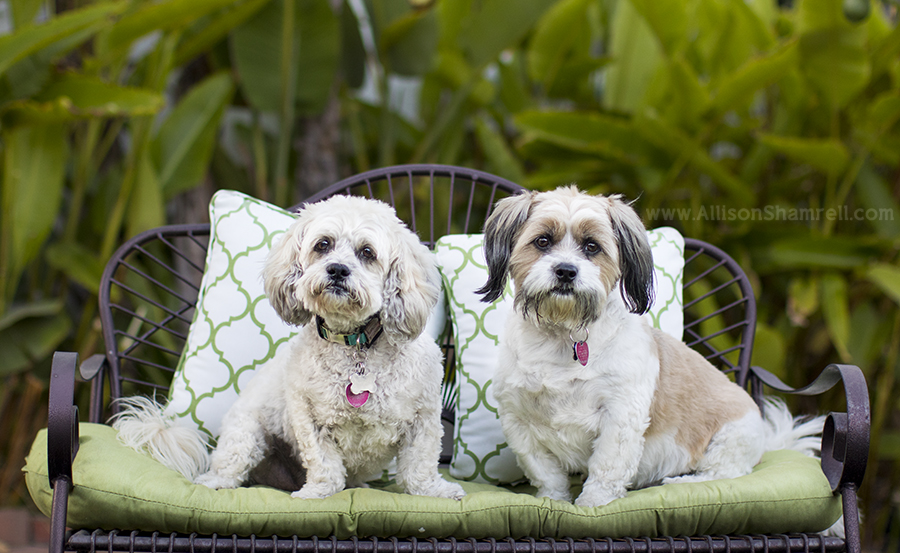 north park pet photography