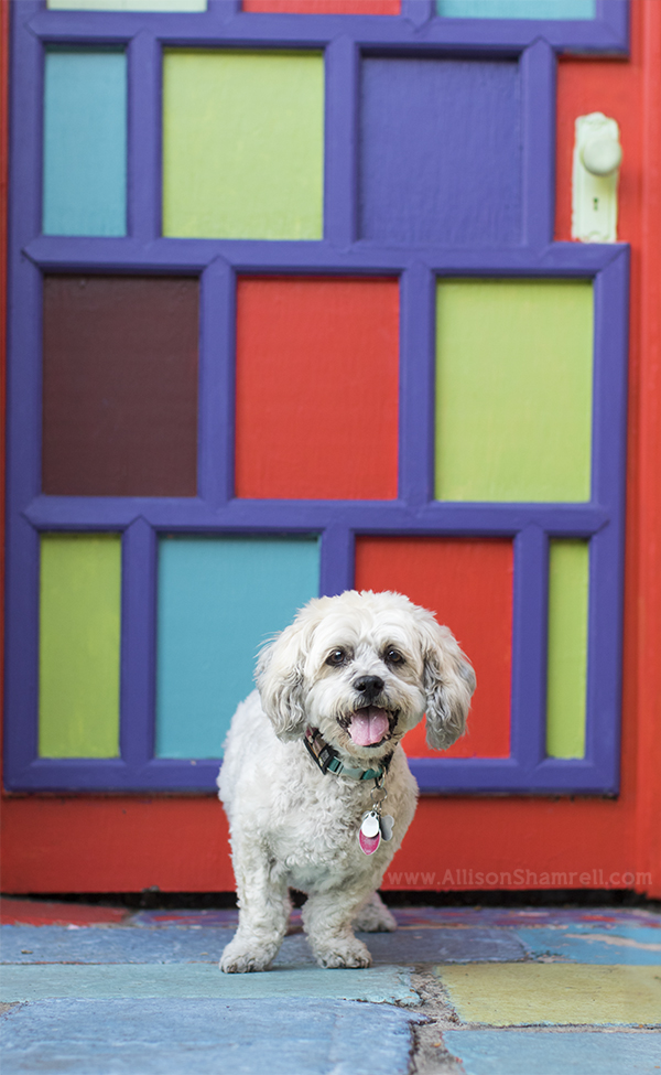 north park pet photography session