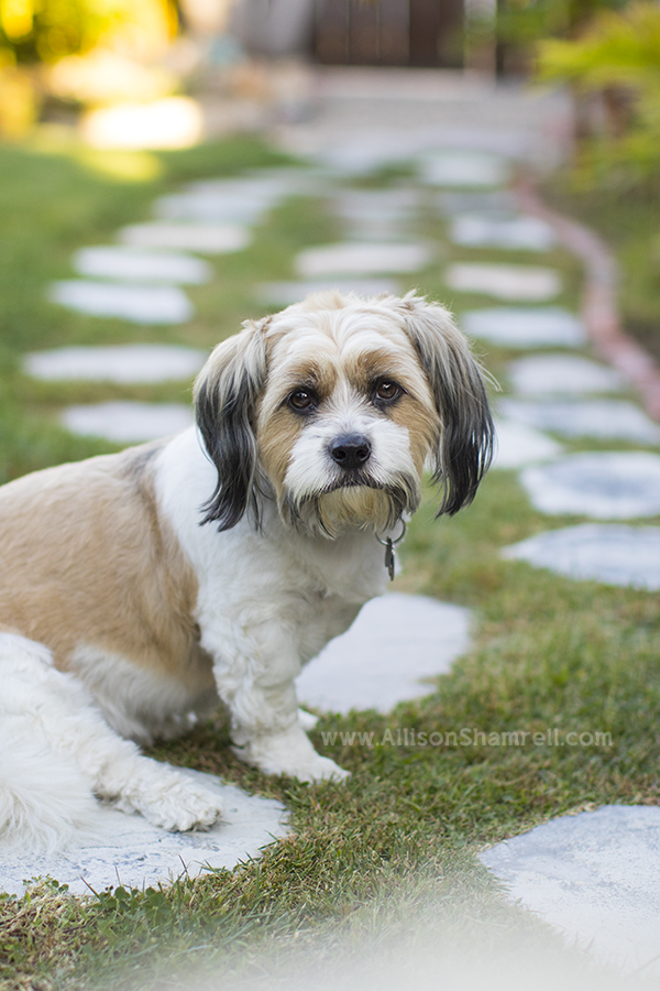 north park pet photography
