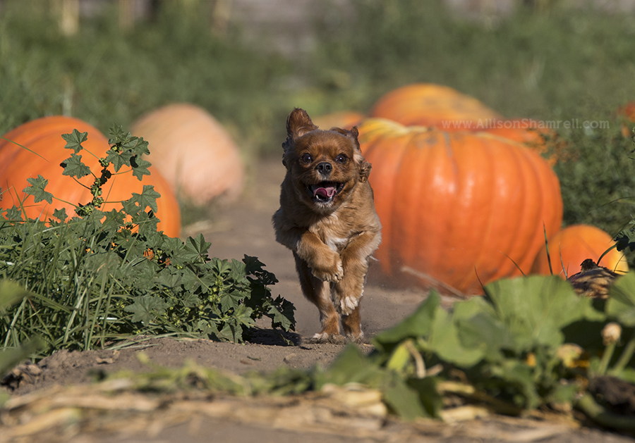 san diego pumpkin patch
