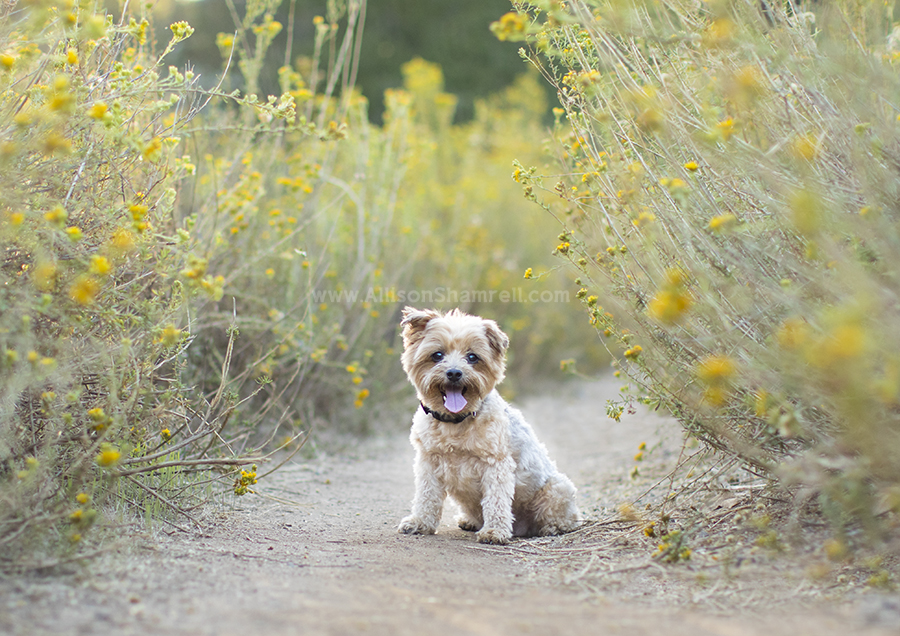 steele canyon bridge dog