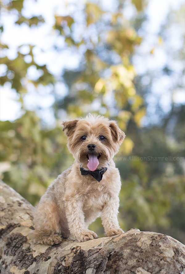 steele canyon bridge photo session
