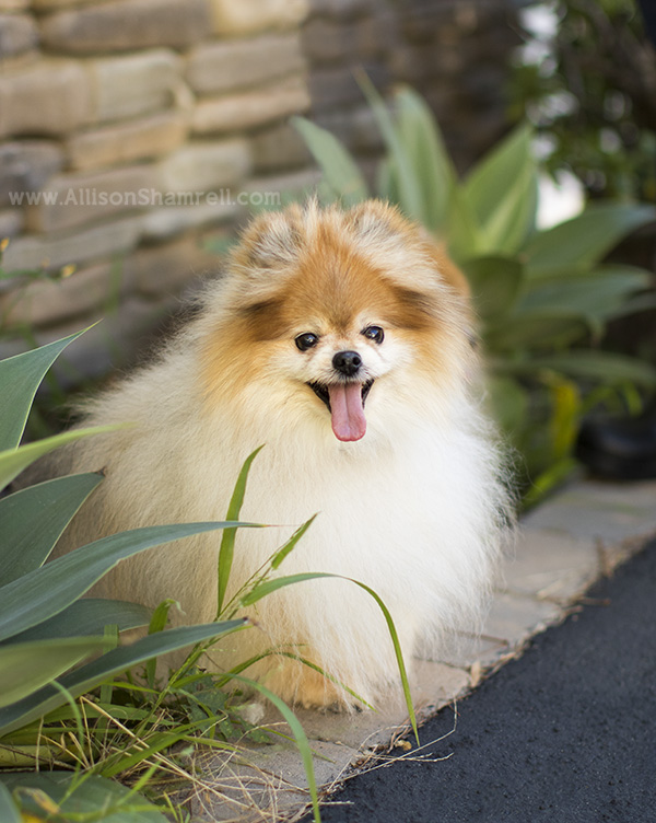 happy Pomeranians