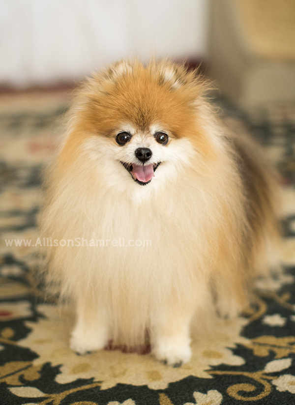 Pomeranian photo