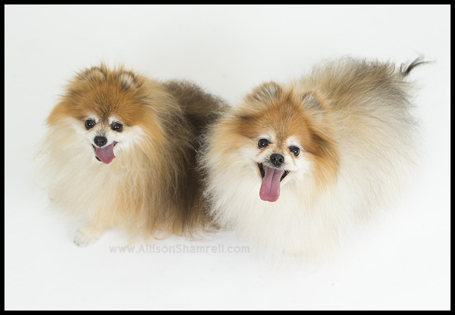 Pomeranians in studio