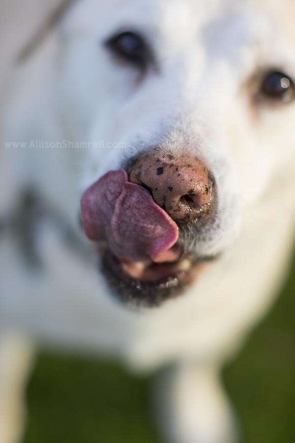 terminal pet photography