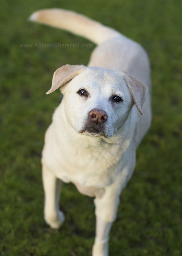 terminal pet photography