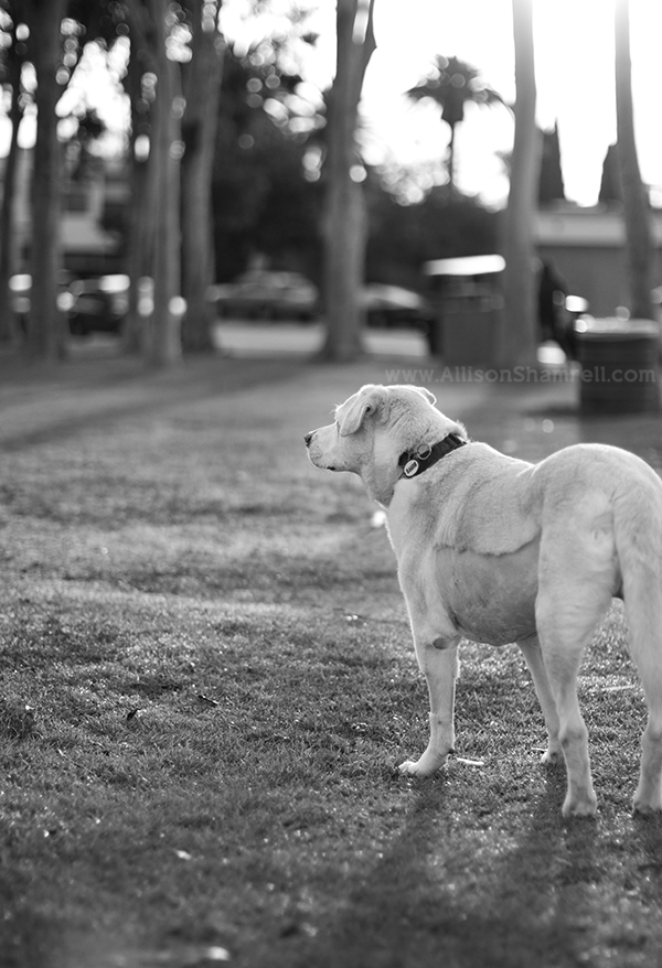 terminal pet photography image