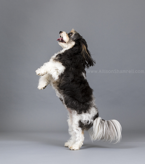 cavachon jumping