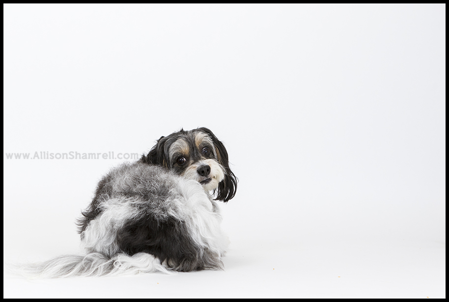 cavachon studio photo