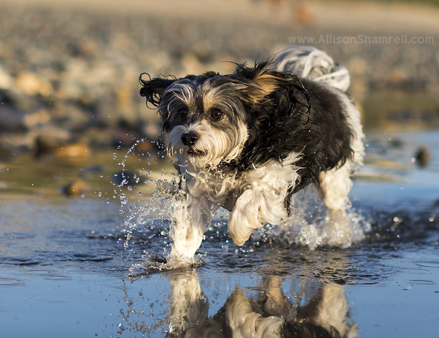 cavachon in water