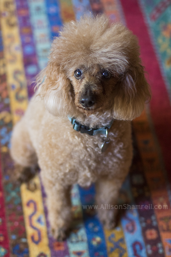 miniature poodle photo