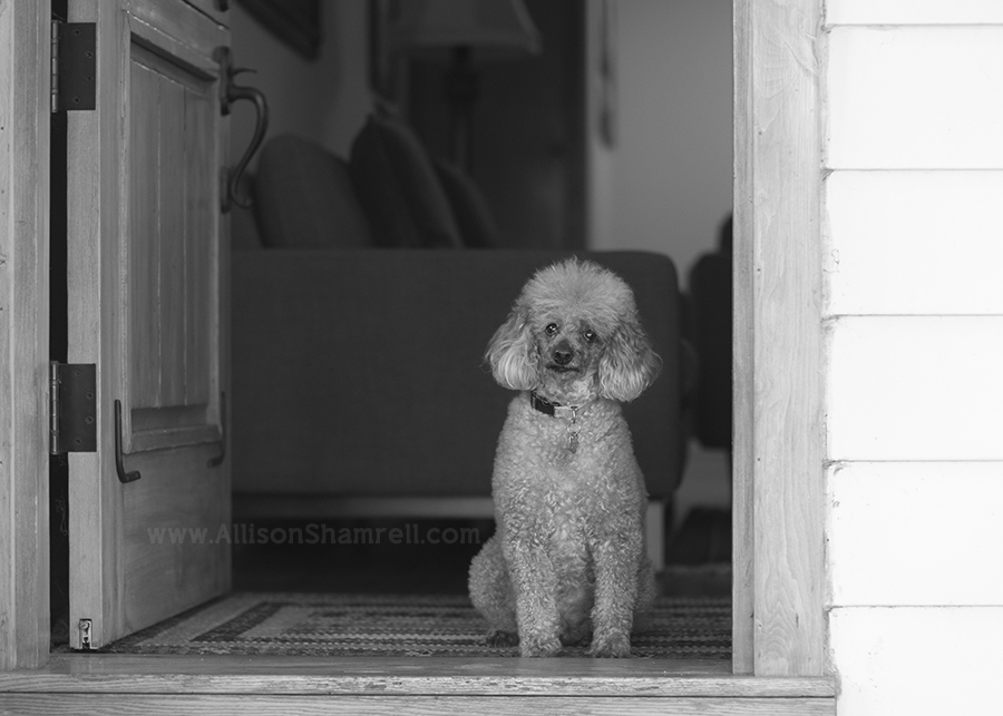 miniature poodle in doorway